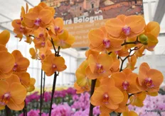 Anthura Bologna is an orchid with an intense orange colour that gives beautiful multi-branches and many flowers.